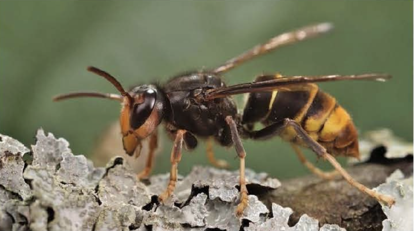 yellow legged hornet from side view